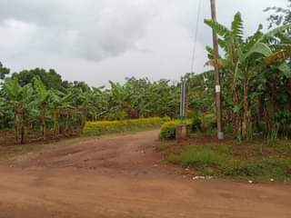 Ssentumbwe B.