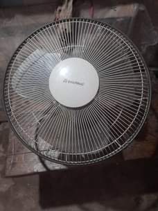A picture of Feni inauzwa 