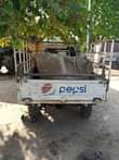 A picture of Ashok