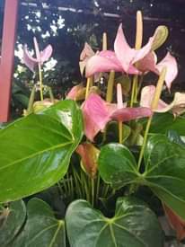 A picture of Mikoani tunasafirisha kwa bas Mikoa yote Tz karbu sana 0782777704