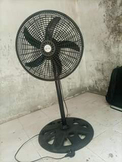 fans