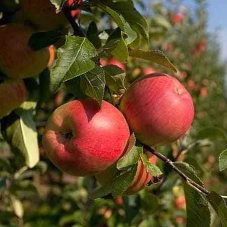 A picture of Fruit seedlings