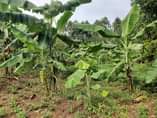 A picture of Are you having plans and want to start farming we