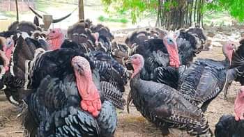 A picture of Guniea Fowls available pair 100 000 to 120 000 Turkeys