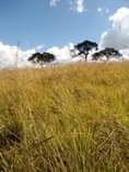 A picture of Shamba linalofaa kwa kilimo Cha parachichi au miti ya mbao