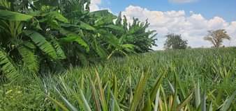 A picture of Shamba la kulima nanasi linauzwa kiwangwa eka 10