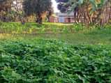 A picture of TWO 2 ACRES AVAILABLE FOR SALE IN BOMBO KALULE 2