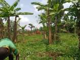 A picture of Two plots on quick sale at Buloba Nabukalu