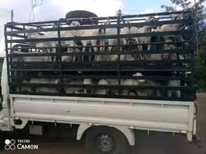 A picture of FEW GOATS REMAINING FOR GRAB WITH FREE DELIVERIES DONE ACROSS