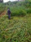 A picture of Am selling my plot at wakiso kasegejje at 2 5m