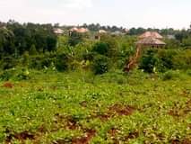A picture of 3 plots on sale 12m at give away price kisubuzi