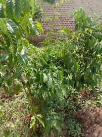 A picture of PLOT FOR SALE AT KASANA LUWEERO