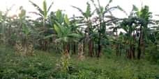 A picture of 50x100FT PLOTS WITH READTITLE ON QUICK SALE LOCATED MATUGGA KIWEBWA