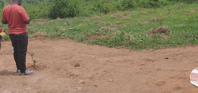 A picture of Plots buwambo