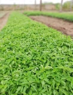 seedlings