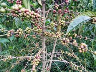 A picture of PLOT 50 100FT FOR SALE 