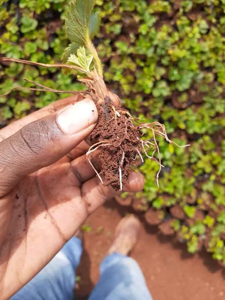 seedlings