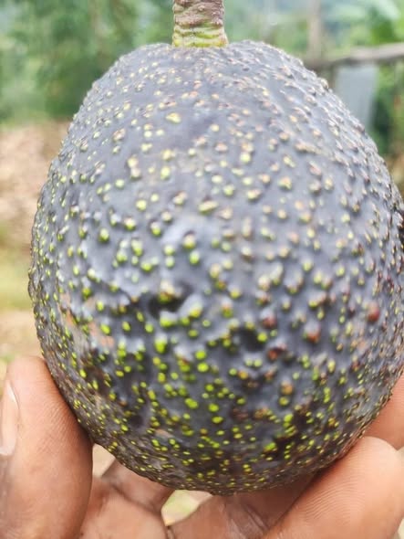 hass avocado