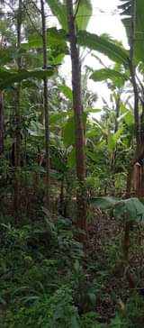 A picture of Kiwanja kinauzwa