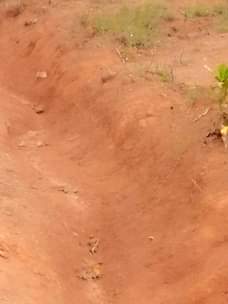 A picture of  WAKISO HALF LONDON 20m