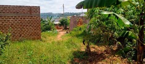 A picture of Ndagano