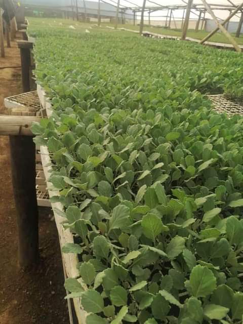 seedlings