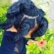 A picture of For sale mafuta asilia yakufanya nywele kuwa nyeus