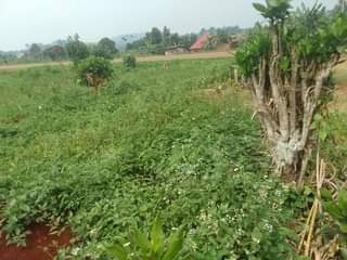 A picture of 50 by 100 ft for sale along kisoga mukono katosi