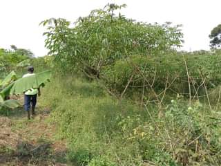 A picture of 10arces for sale in nakaseke 6m per arce