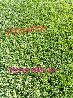 grass