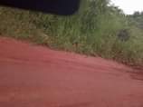 A picture of 10 fertile acres on sale all 120m with ready tittle