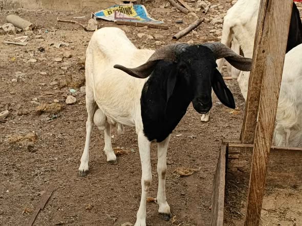 A picture of Ram for sale