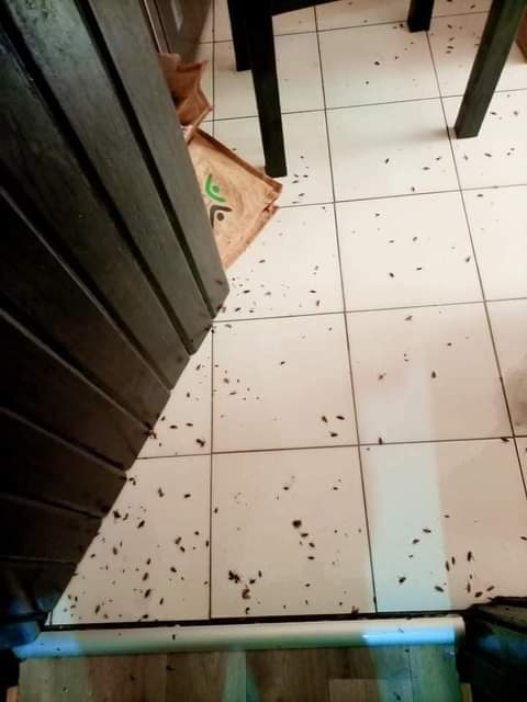 pest control
