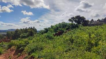 A picture of land for sale in wakiso 26 decimals