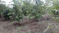 A picture of 10 arces for sale at semuto kapeeka at 15m per