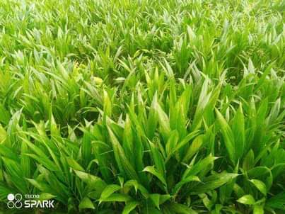 A picture of Tenera Sprouted Seeds Matured Oil Palm and Coconut Palms Dwarf