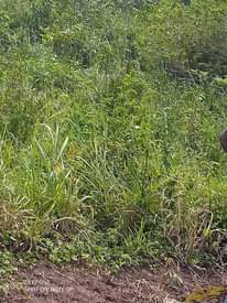 A picture of 100 acres of land for sale price 6m per acre