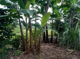 A picture of House with 2 rooms for sale in Nakaseke Kapeeka Bukakala