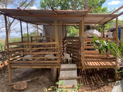 Jamaica �.