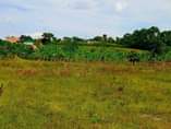 A picture of Plot size 100by50ft on sale 9m located Biharwe 2miles off