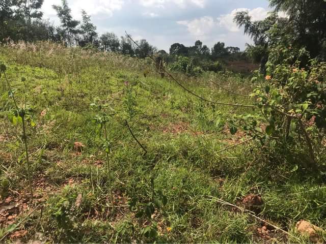 kinyinya accommodation