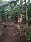 A picture of 2 fertile acres on sale both at 21m titled with