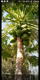 A picture of Mashamba