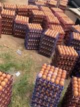 A picture of 09061358848Eggs for sale at factory price Jumbo size 550 Medium