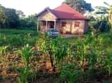 A picture of TWO 2 ACRES AVAILABLE FOR SALE IN BOMBO KALULE 2