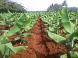 A picture of Bogoya Gonja Banana and Ndizi suckers