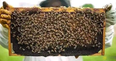 A picture of 33 000 Ugshs only get BEE KEEPING guide and information