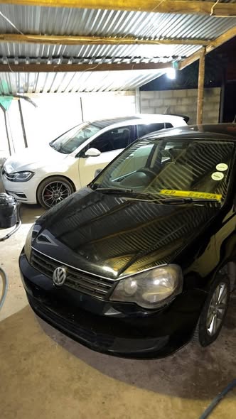 polo vivo