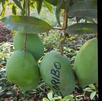 A picture of Miche ya matunda 0692656902