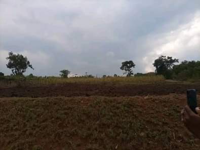 A picture of  URGENTLY MONEY NEEDED TODAY Location Mityana Land size 100